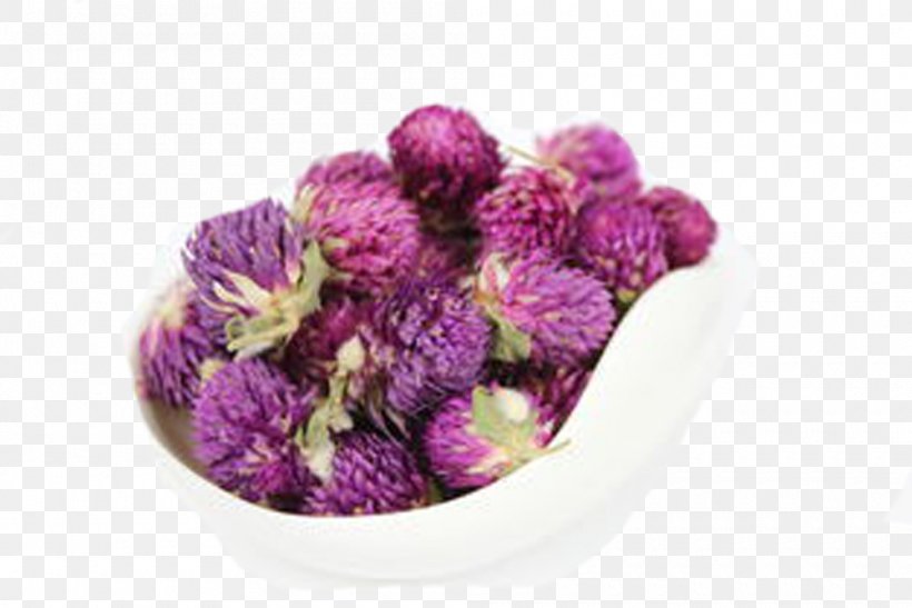 Flowering Tea Globe Amaranth Herbal Tea Purple, PNG, 1000x668px, Tea, Flower, Flowering Tea, Globe Amaranth, Gomphrena Download Free
