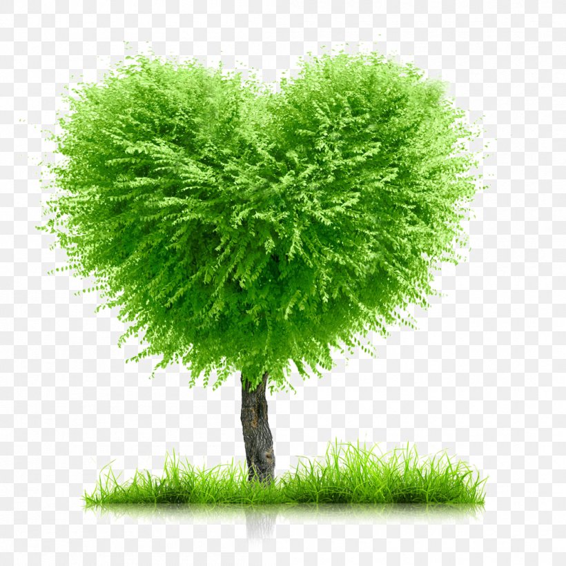 Heart Stock Photography Love, PNG, 1050x1050px, Heart, Concept, Evergreen, Grass, Love Download Free