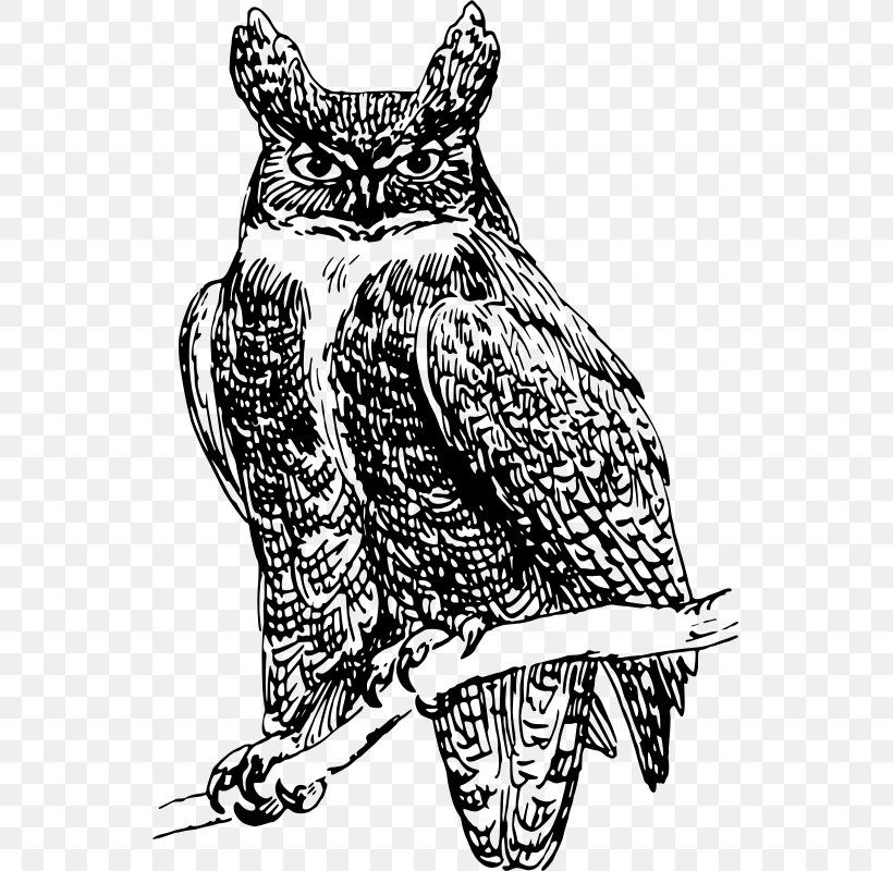 Owl Beak Bird Clip Art, PNG, 539x800px, Owl, Art, Beak, Bird, Bird Of Prey Download Free