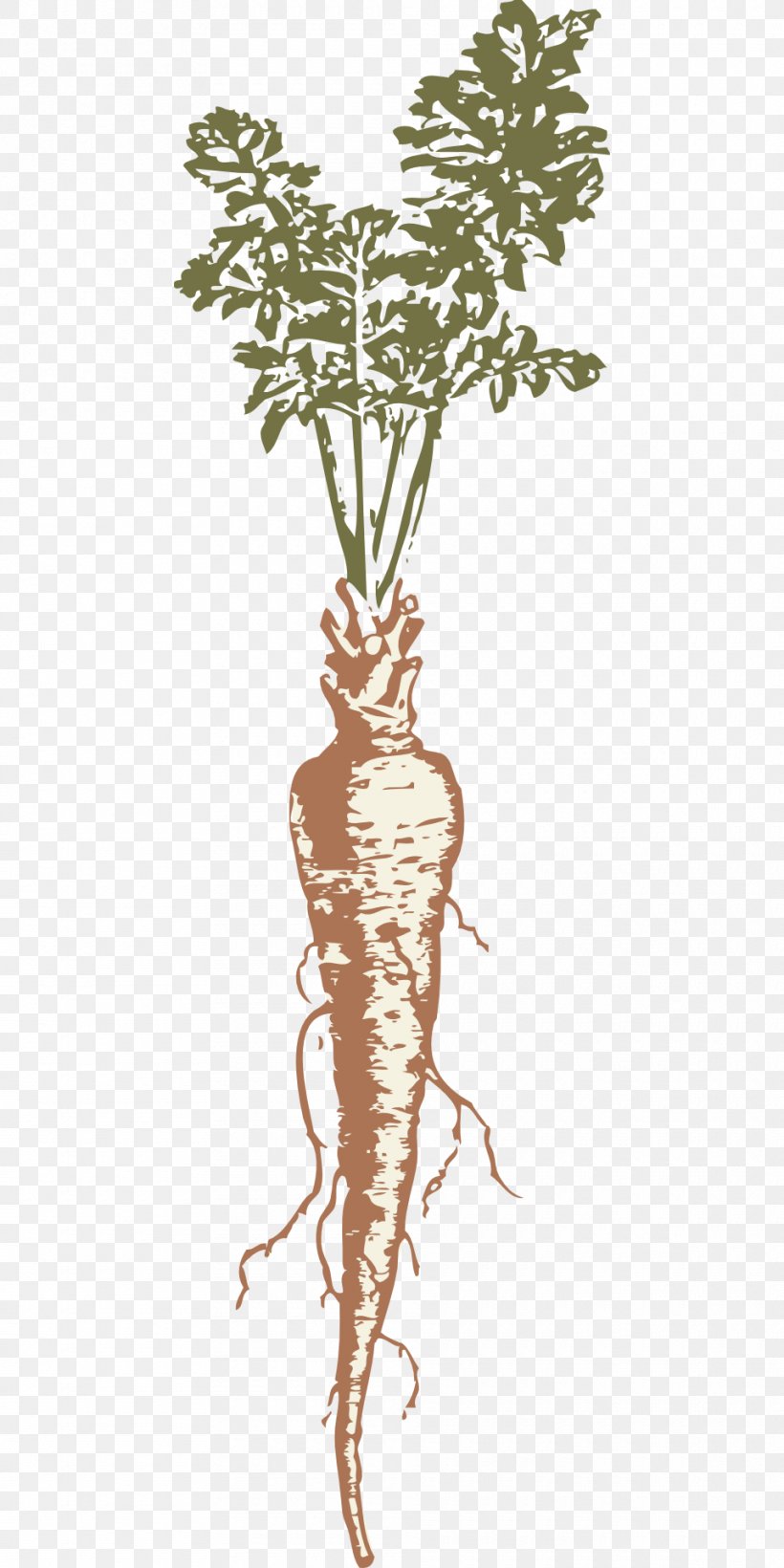 Parsnip Drawing Clip Art, PNG, 960x1920px, Parsnip, Branch, Drawing, Flora, Flowering Plant Download Free