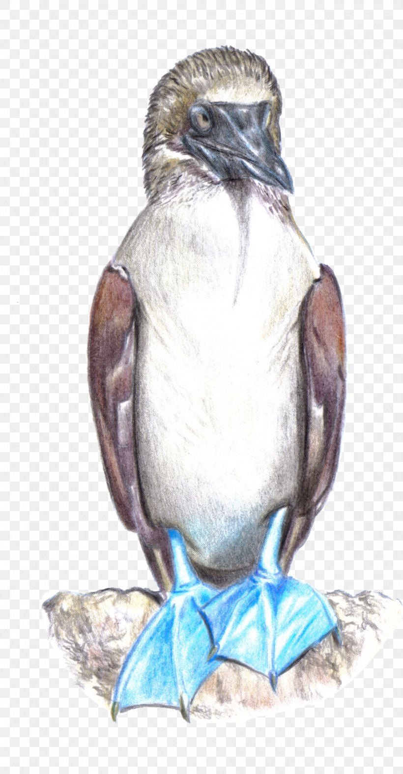 Penguin Galápagos Islands Blue-footed Booby Peruvian Booby Bird, PNG, 900x1729px, Penguin, Animal, Art, Artist, Beak Download Free