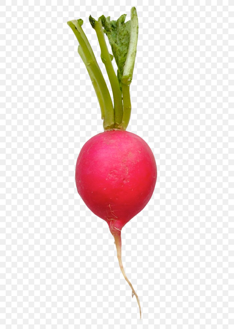 Vegetable Food Daikon Beetroot, PNG, 500x1156px, Vegetable, Beet, Beetroot, Daikon, Eggplant Download Free