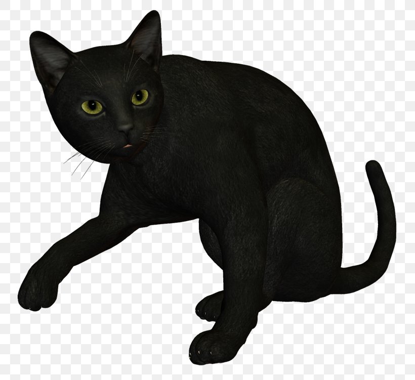 Bombay Cat Black Cat Havana Brown Korat Burmese Cat, PNG, 800x751px, Bombay Cat, American Shorthair, American Wirehair, Asian, Bengal Cat Download Free