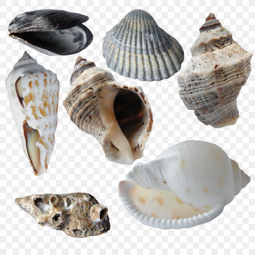 Cockle Seashell Oyster Scallop Conchology, PNG, 2000x2000px, Cockle, Astrological Sign, Bivalvia, Clam, Clams Oysters Mussels And Scallops Download Free