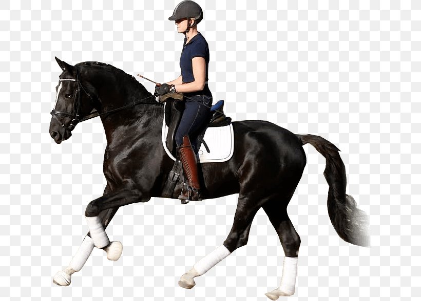 Horse Equestrian Stallion Dressage Western Riding, PNG, 630x588px, Horse, Animal Sports, Animal Training, Bit, Bridle Download Free