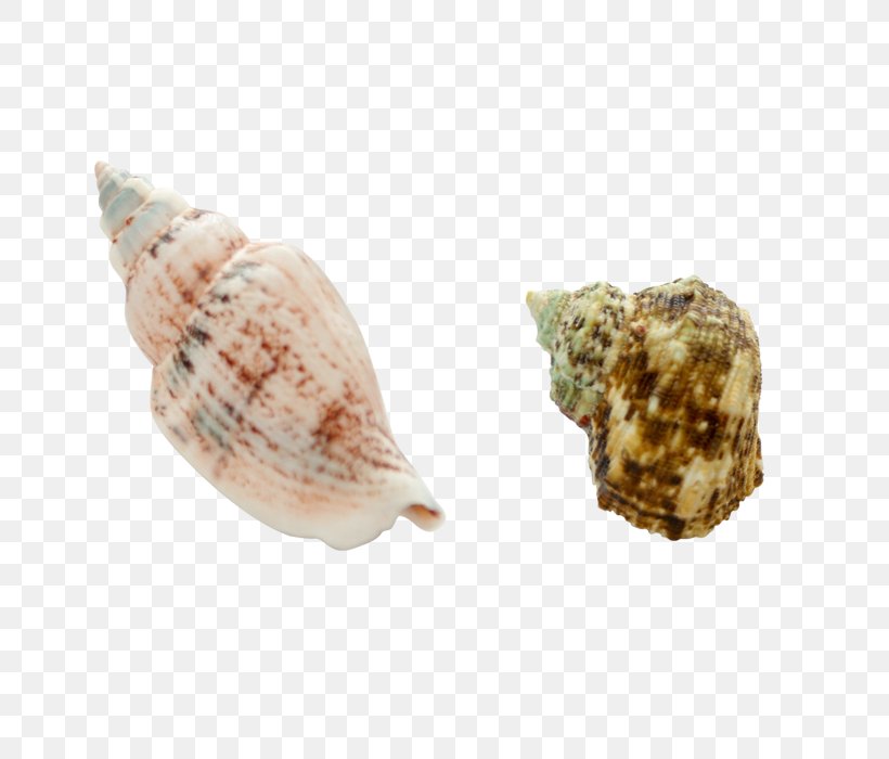 Sea Snail Seashell Conch Euclidean Vector, PNG, 700x700px, Sea Snail, Bolinus Brandaris, Clams Oysters Mussels And Scallops, Cockle, Conch Download Free