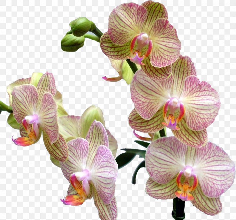 Cypripedium Calceolus Schomburgkia Liparis Moth Orchids Beauty, PNG, 1200x1119px, Cypripedium Calceolus, Beauty, Boat Orchid, Cut Flowers, Cypripedium Download Free