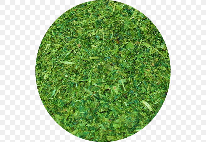 Mat Artificial Turf Lawn St. Augustine Grass Cosmetics, PNG, 538x567px, Mat, Artificial Turf, Carpet, Color, Cosmetics Download Free