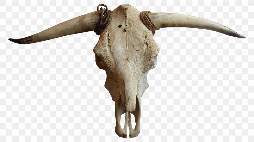 Cattle Goat Horn Bone, PNG, 5312x2988px, Cattle, Bone, Cattle Like Mammal, Cow Goat Family, Goat Download Free