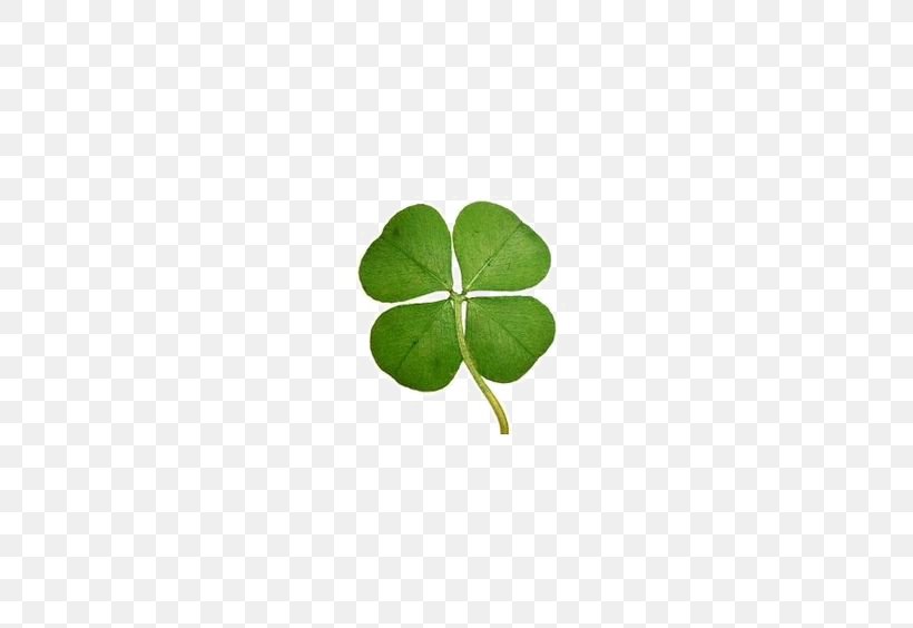 Four-leaf Clover Luck Keychain, PNG, 564x564px, Fourleaf Clover, Clover, Fashion Accessory, Green, Keychain Download Free