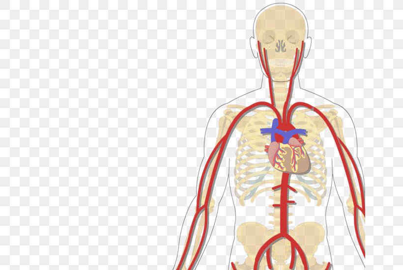Human Body Vein Inferior Vena Cava Subclavian Artery, PNG, 666x550px, Watercolor, Cartoon, Flower, Frame, Heart Download Free
