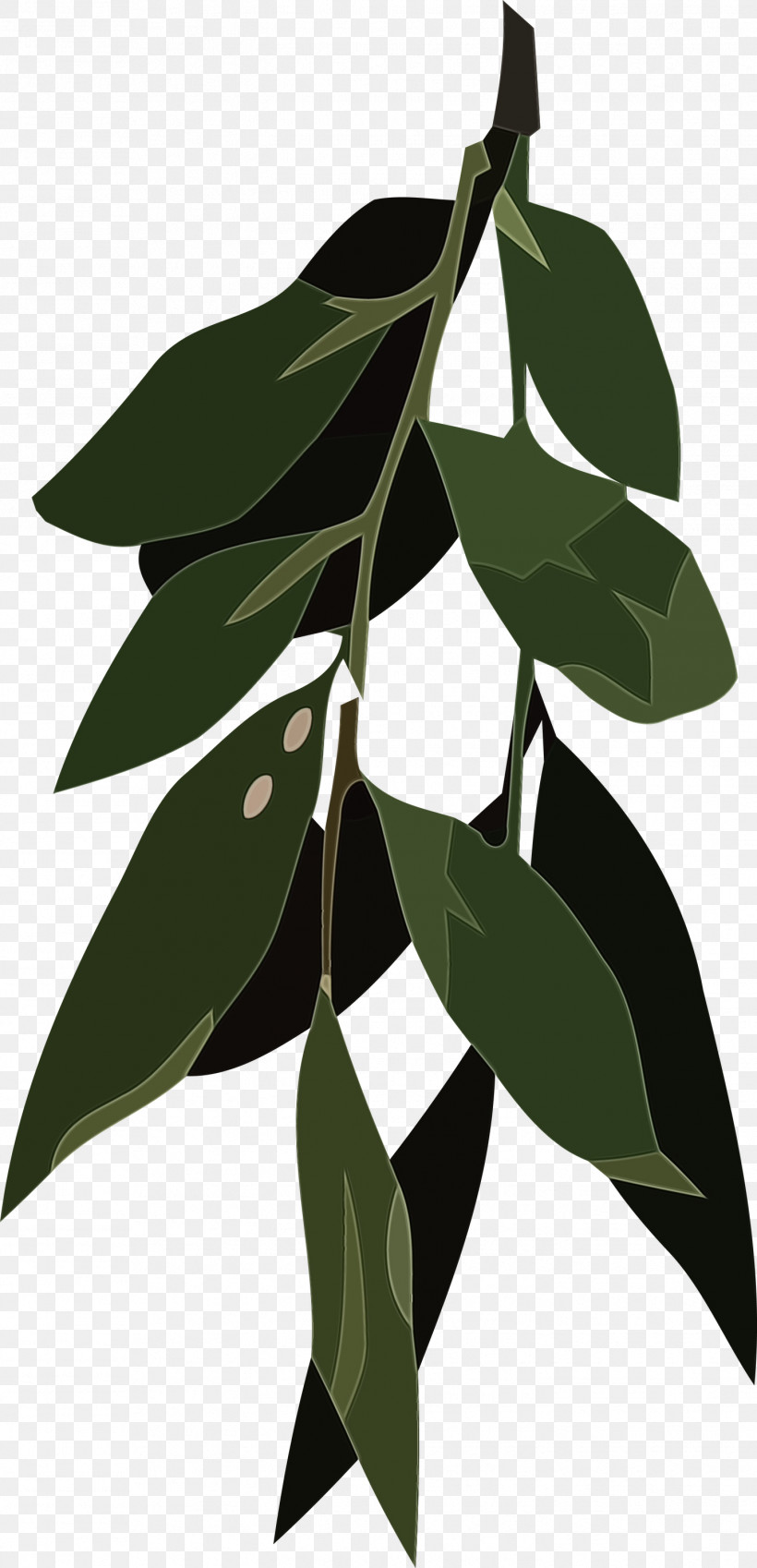 Leaf Plant Stem Tree Flora Flower, PNG, 1448x3000px, Watercolor, Biology, Flora, Flower, Leaf Download Free