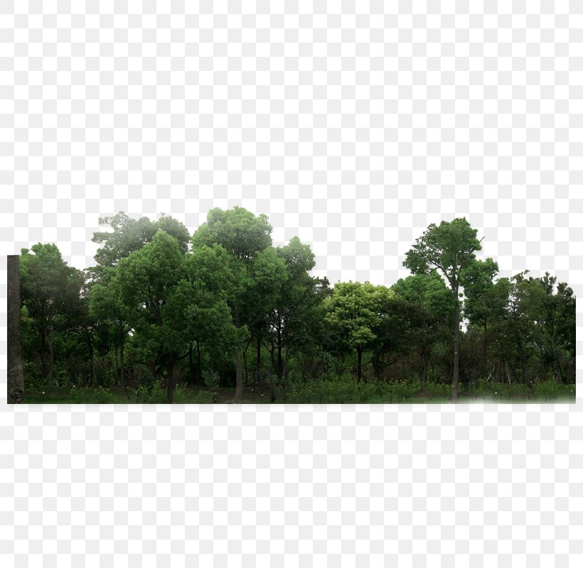 Download Forest Green, PNG, 800x800px, Forest, Area, Copyright, Daytime, Grass Download Free