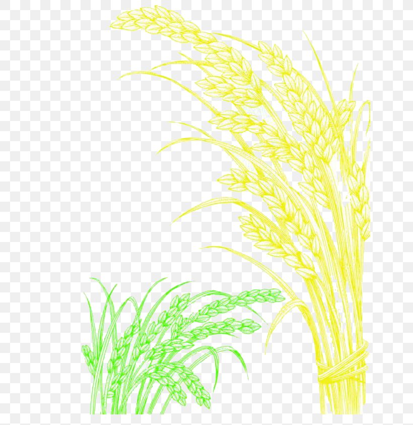 Korean Cuisine Grasses Japanese Cuisine Rice, PNG, 650x843px, Korean Cuisine, Area, Flora, Flowering Plant, Food Download Free