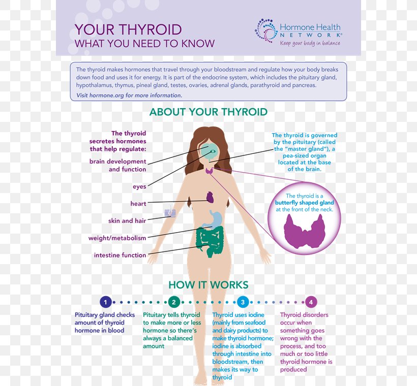 The Thyroid Thyroid Disease Hyperthyroidism Thyroid Cancer, PNG, 600x760px, Thyroid, Advertising, Anxiety, Depression, Gland Download Free