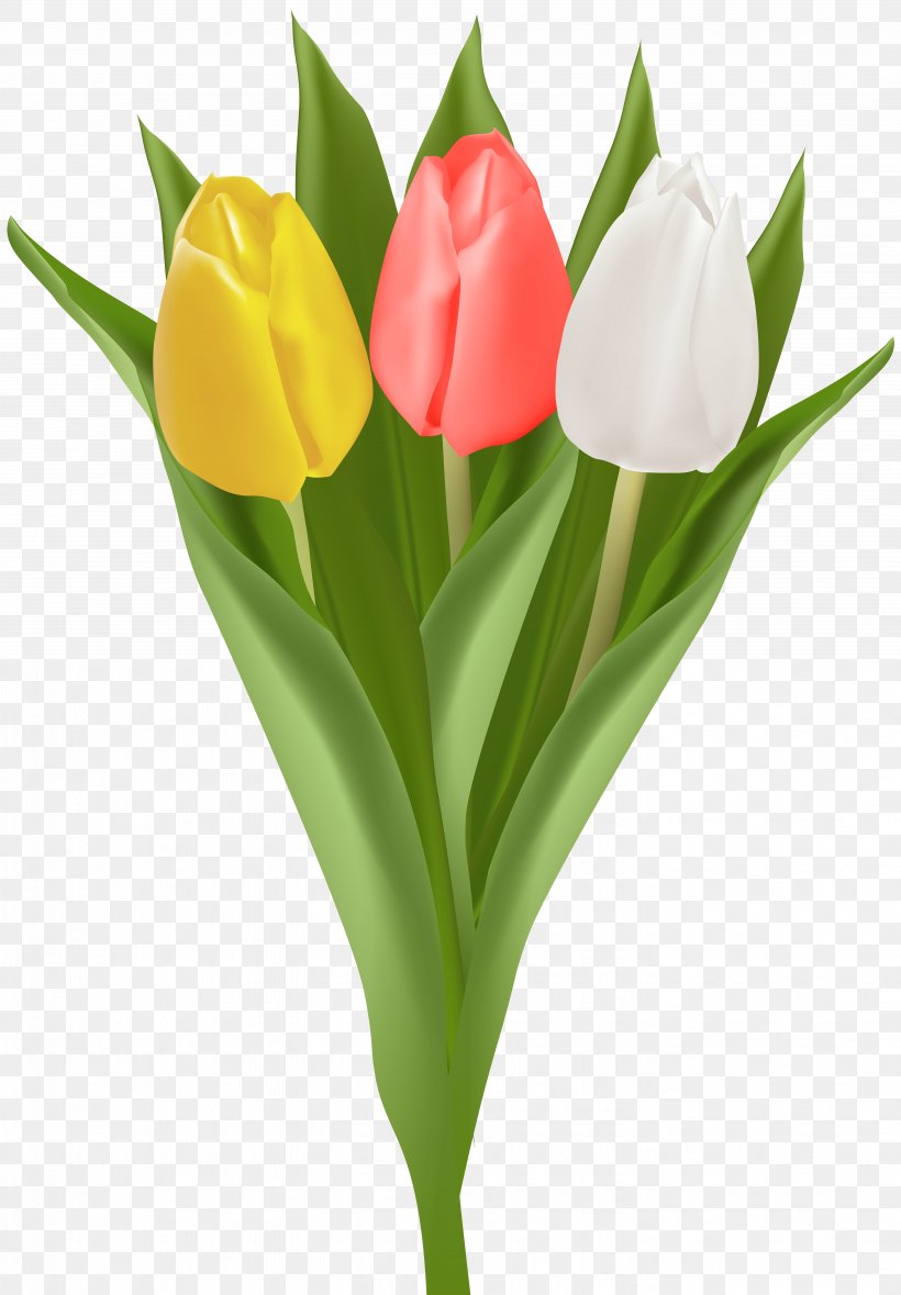 Tulip Flower Bouquet Cut Flowers Petal Clip Art, PNG, 5563x8000px, Tulip, Cut Flowers, Flower, Flower Bouquet, Flowering Plant Download Free