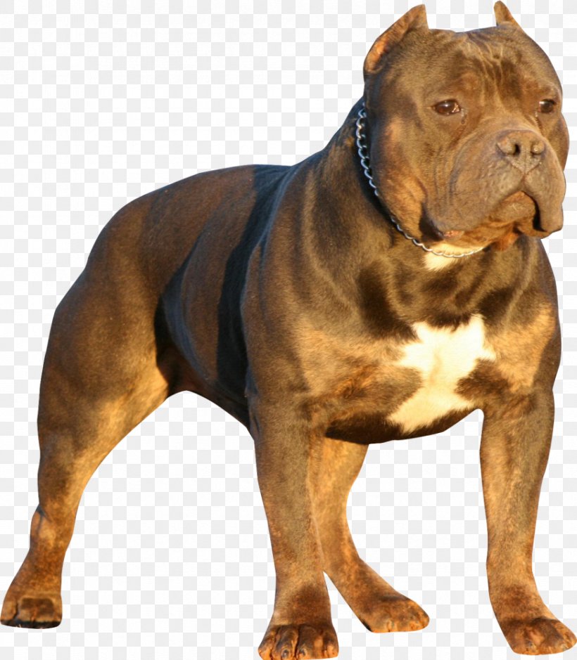 American Bully Olde English Bulldogge Pit Bull American Bulldog, PNG, 873x1000px, American Bully, American Bulldog, American Pit Bull Terrier, American Staffordshire Terrier, Animal Download Free