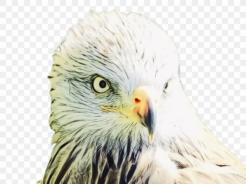 Bird Beak Bird Of Prey Eagle Bald Eagle, PNG, 2000x1500px, Watercolor, Accipitridae, Bald Eagle, Beak, Bird Download Free