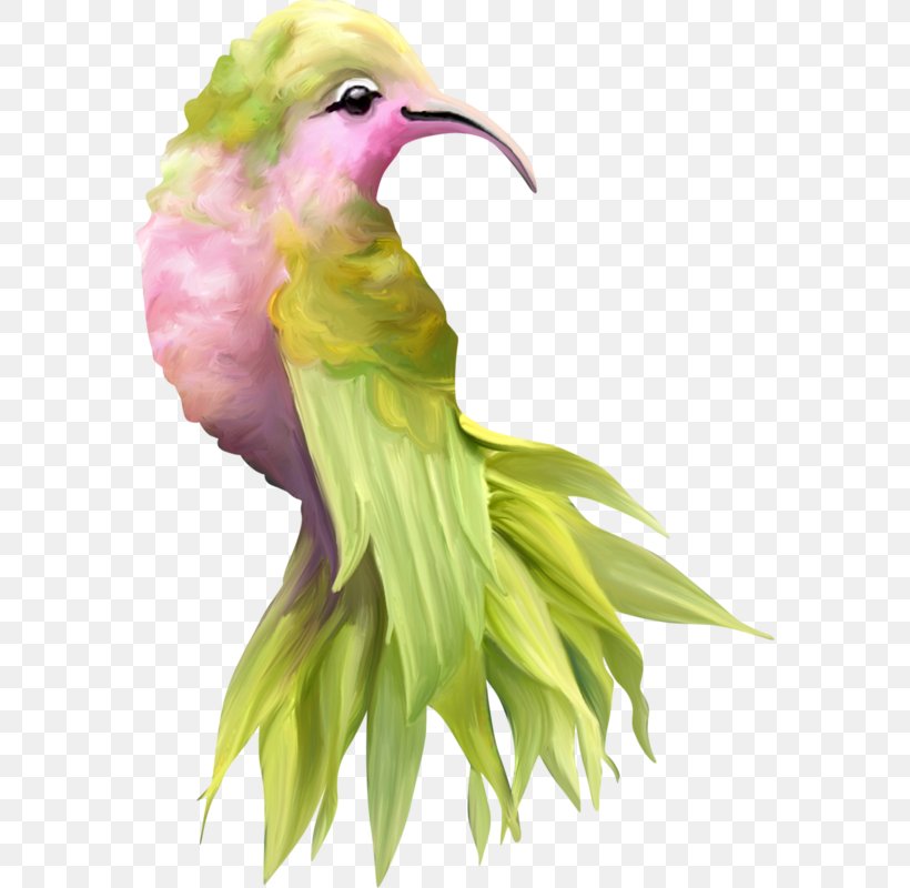 Bird Image Beak Drawing, PNG, 576x800px, 2018, Bird, Beak, Color, Drawing Download Free