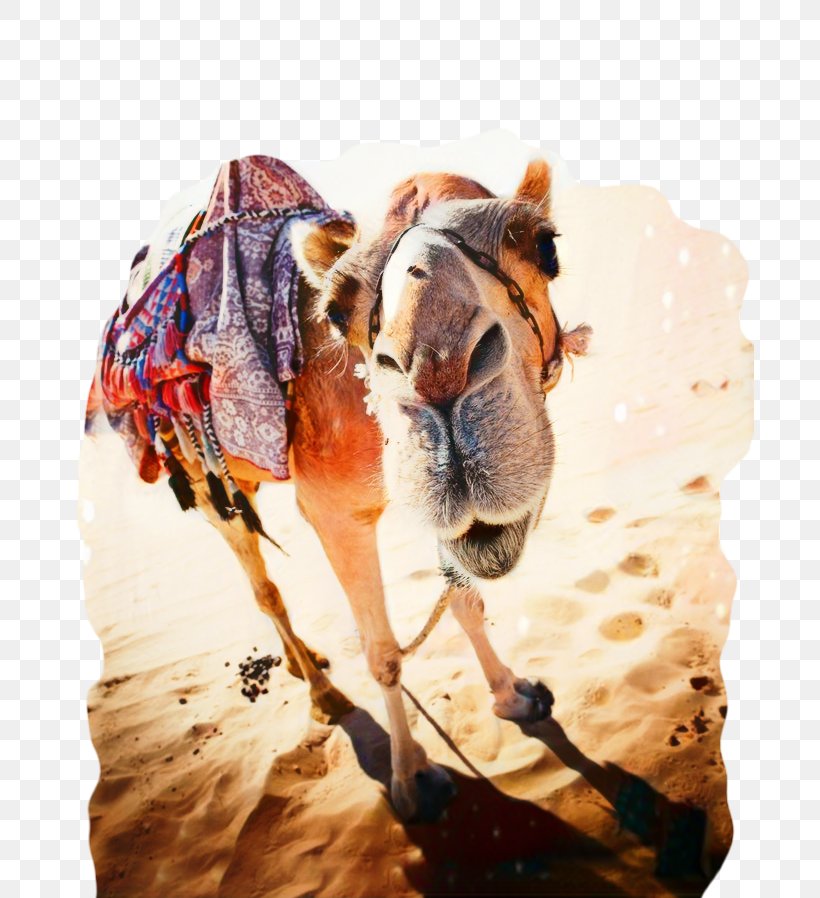 Camel Photography Image Desert, PNG, 689x898px, Camel, Art, Camel Racing, Camel Safari, Desert Download Free