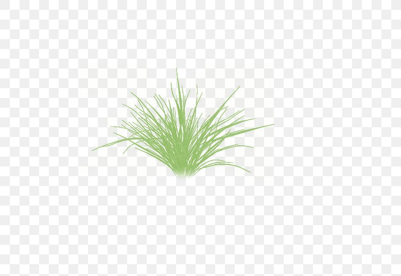 Green Grasses Aquarium Herb Plant Stem, PNG, 630x564px, Green, Aquarium, Aquarium Decor, Grass, Grass Family Download Free