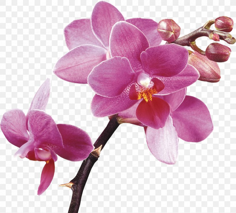 Orchids Purple Clip Art, PNG, 1000x904px, Orchids, Blossom, Cut Flowers, Dendrobium, Flower Download Free