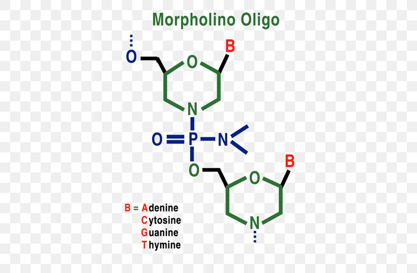Morpholino Oligonucleotide Antisense Therapy Messenger RNA, PNG, 500x538px, Morpholino, Antisense Therapy, Area, Complementarity, Diagram Download Free