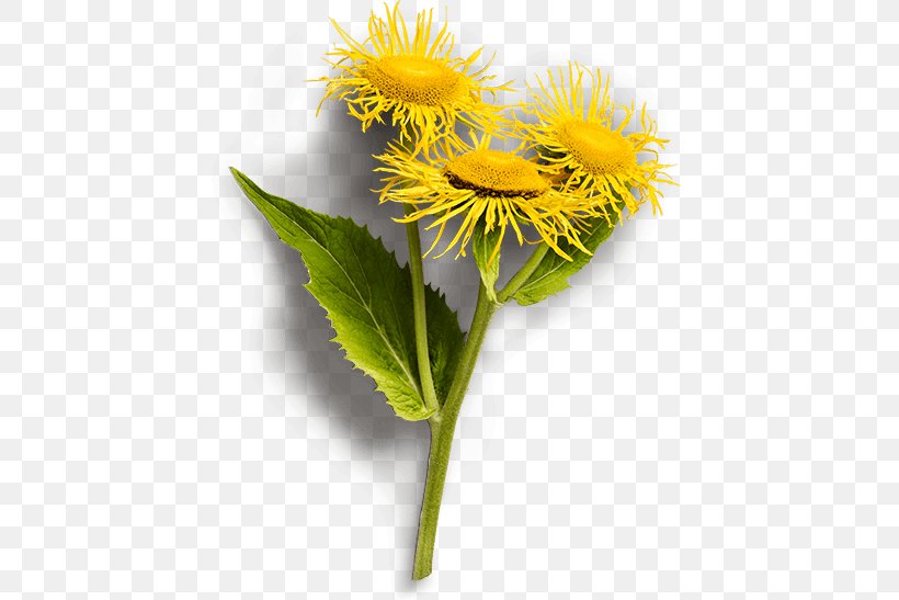 Elecampane Medicinal Plants Traditional Medicine Klosterfrau Healthcare Group, PNG, 600x547px, Elecampane, Aster, Autonomic Nervous System, Daisy Family, Dandelion Download Free