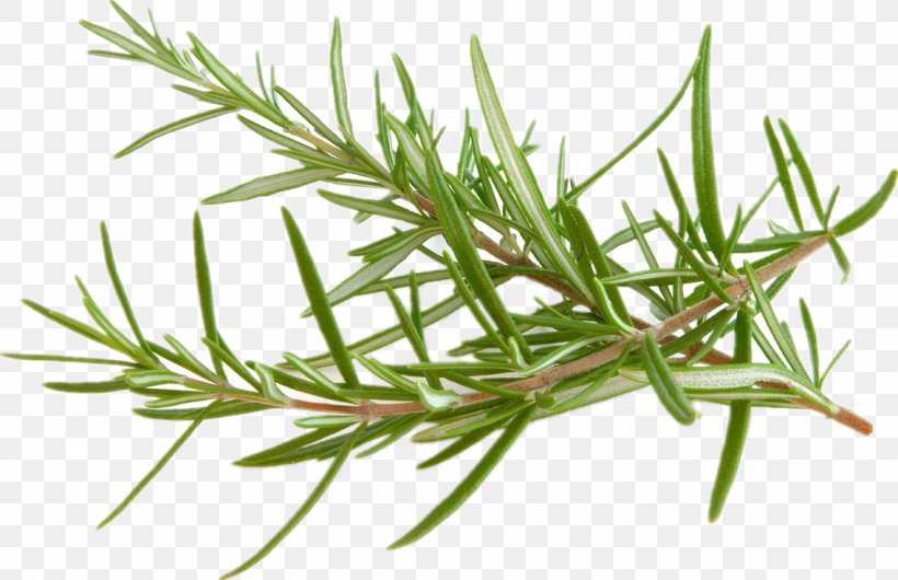 Rosemary Raw Foodism Herb Peppermint, PNG, 1138x736px, Rosemary, American Larch, Balsamic Vinegar, Flower, Flowering Plant Download Free