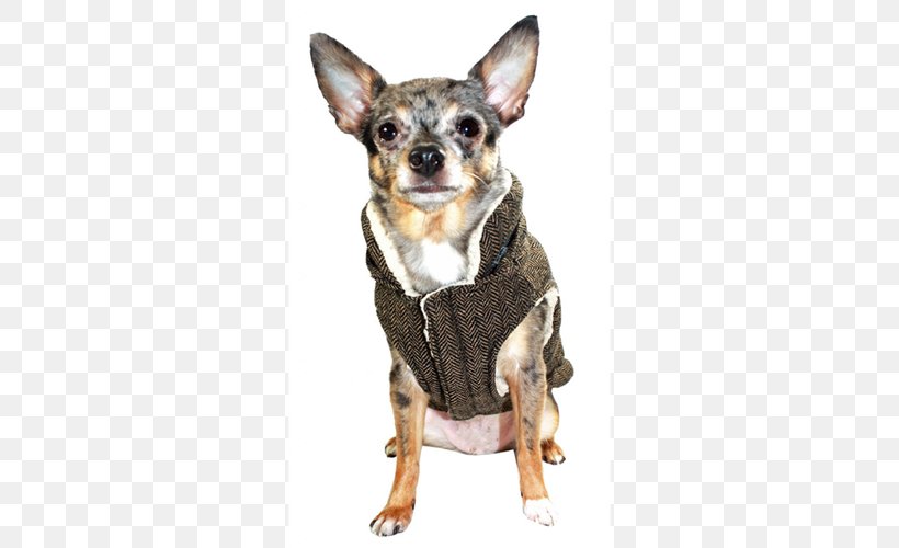 Dog Breed Chihuahua Companion Dog Bodywarmer Gilets, PNG, 500x500px, Dog Breed, Bodywarmer, Breed, Carnivoran, Chihuahua Download Free