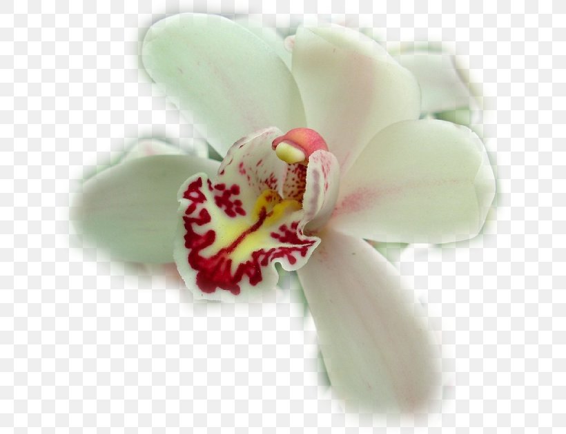 Moth Orchids Cattleya Orchids Cut Flowers Diary, PNG, 651x630px, Moth Orchids, Cattleya, Cattleya Orchids, Cut Flowers, Diary Download Free