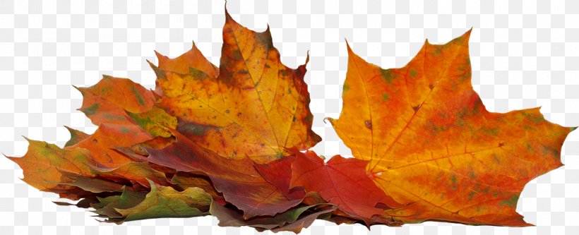 Autumn 0 September Image, PNG, 1200x488px, 2018, Autumn, Image Sharing, Leaf, Maple Leaf Download Free