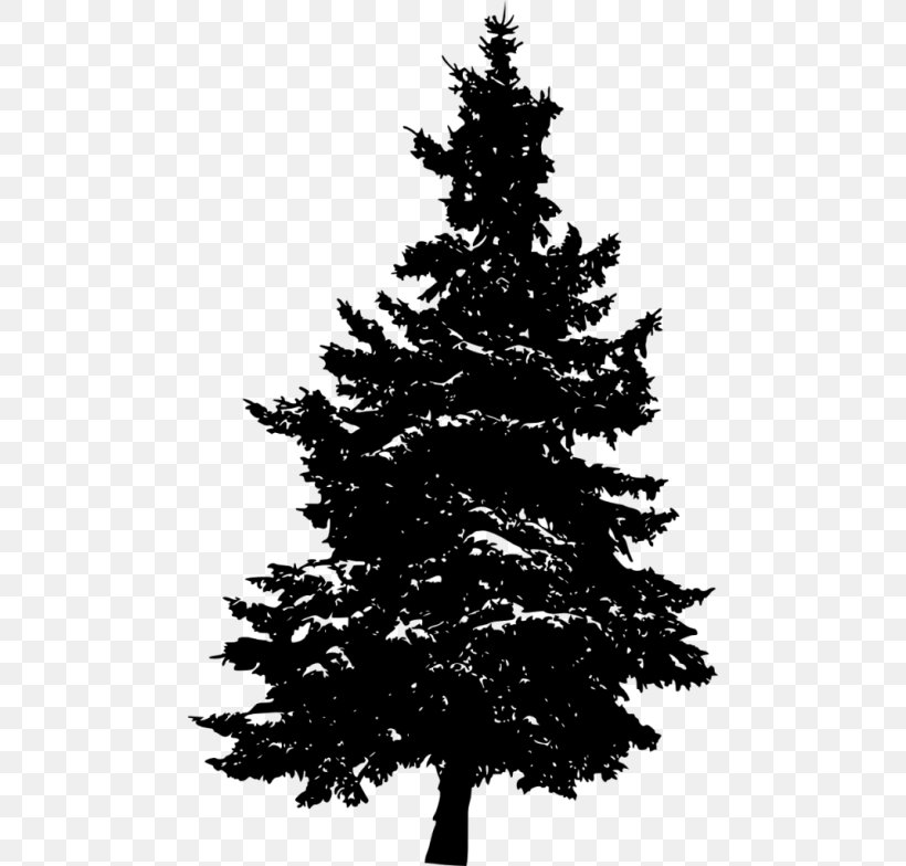 Eastern White Pine Fir Tree Evergreen, PNG, 480x784px, Pine, Black And White, Black Pine, Branch, Christmas Decoration Download Free