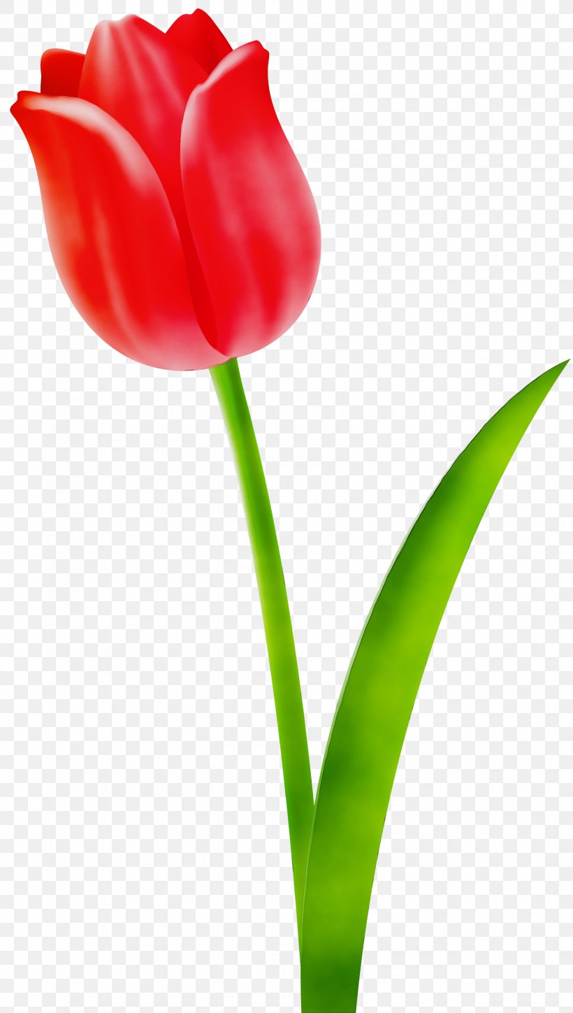 Flower Tulip Flowering Plant Petal Red, PNG, 1697x3000px, Watercolor, Cut Flowers, Flower, Flowering Plant, Paint Download Free