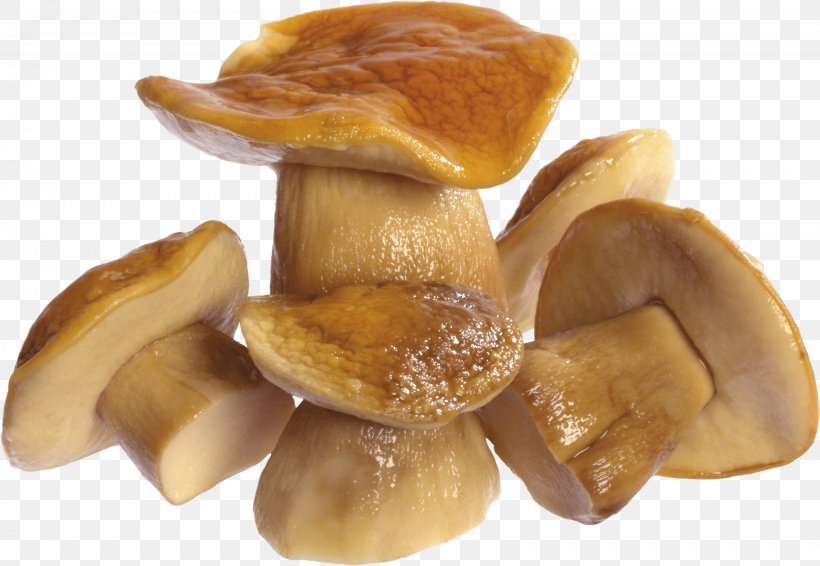 Fungus Mushroom, PNG, 3198x2211px, Common Mushroom, Agaricus, Edible Mushroom, Food, Fungus Download Free