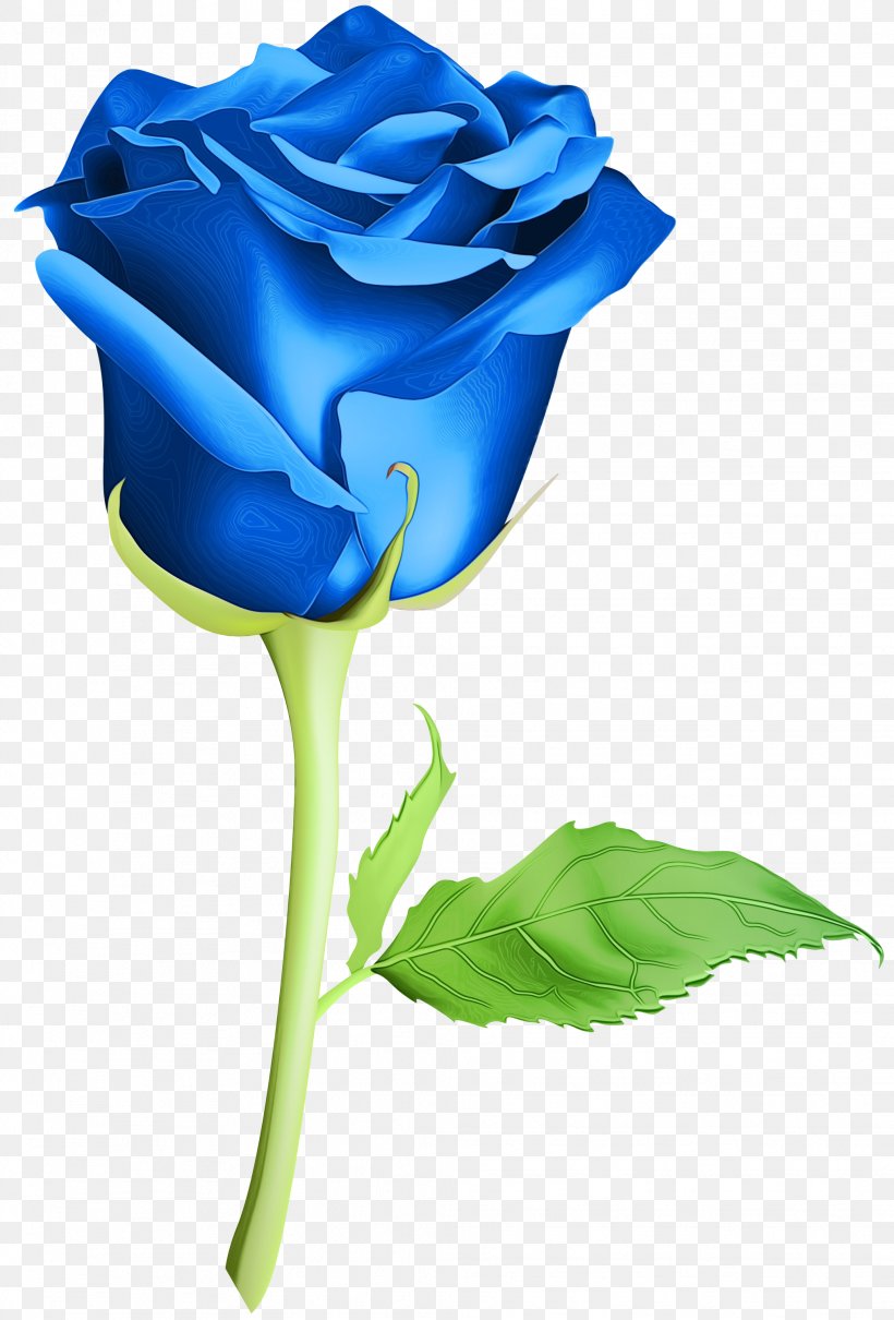 Garden Roses Blue Rose Cut Flowers Night .com, PNG, 2033x3000px, Garden Roses, Blue, Blue Rose, Botany, Bud Download Free