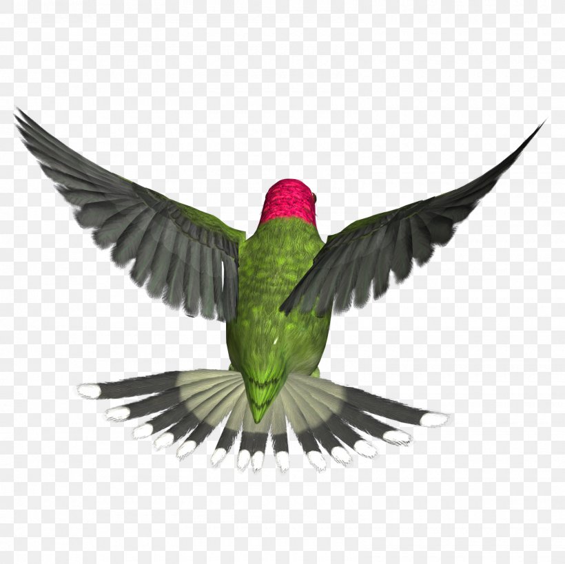Hummingbird Clip Art, PNG, 1600x1600px, Hummingbird, Bbcode, Beak, Bird, Display Resolution Download Free