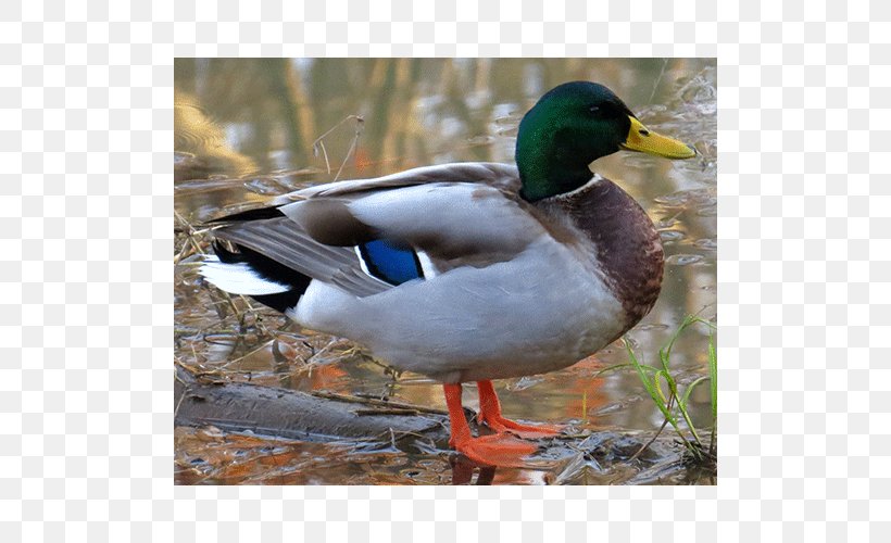 Mallard Duck Mergini Oligocene Europe, PNG, 500x500px, Mallard, Anas, Anatidae, Asia, Beak Download Free