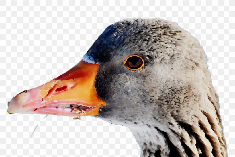 Beak Bird Water Bird Goose Ducks, Geese And Swans, PNG, 1920x1282px, Goose, Animal, Beak, Bird, Closeup Download Free