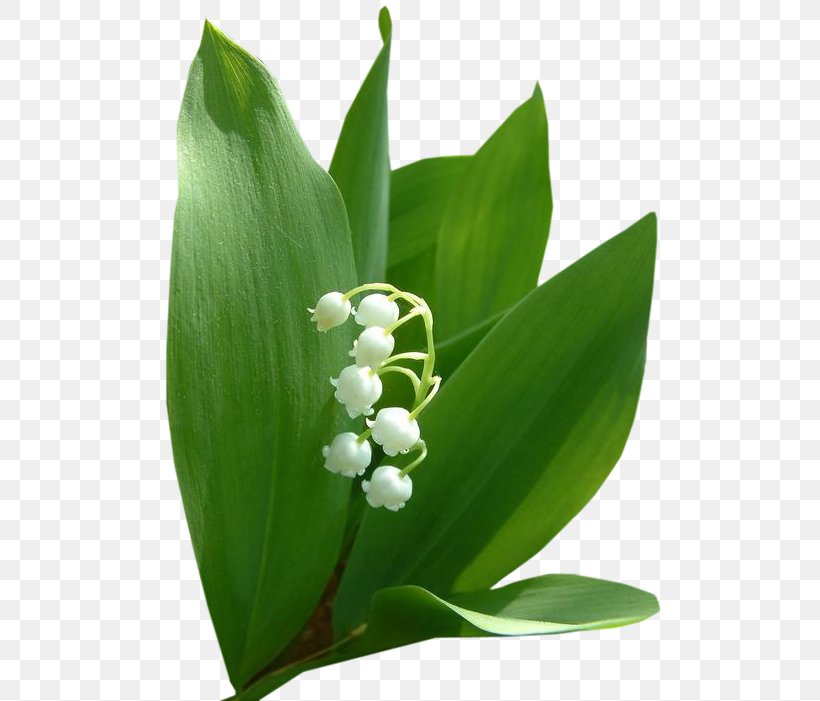 Lily Of The Valley Flower Bouquet Garden Roses Fleur Blanche, PNG, 504x701px, Lily Of The Valley, Blue, Fleur Blanche, Flower, Flower Bouquet Download Free