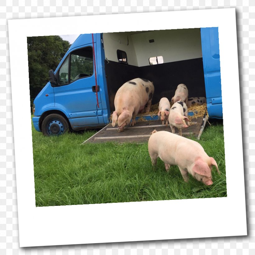 Pig Dean Farm Animal Sanctuary Shirenewton House Relocation, PNG, 840x840px, Pig, Animal, Chepstow, Com, Email Download Free