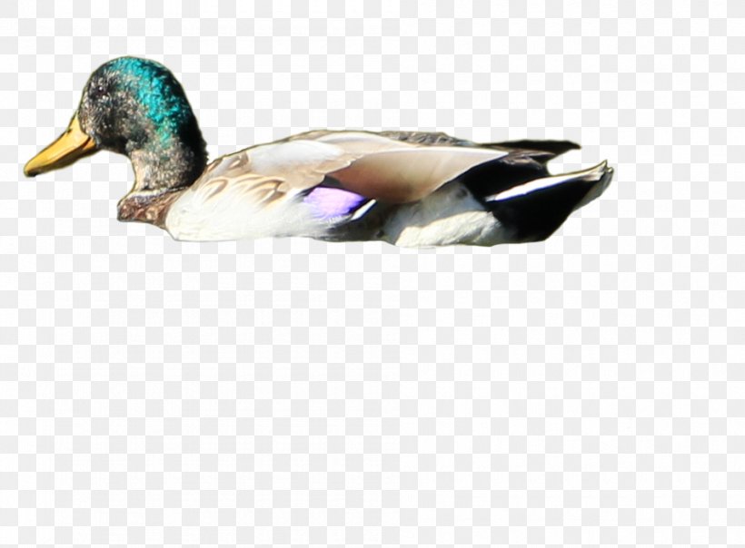 Duck Mallard Bird Desktop Wallpaper, PNG, 950x700px, Duck, Anatidae, Beak, Bird, Ducks Geese And Swans Download Free
