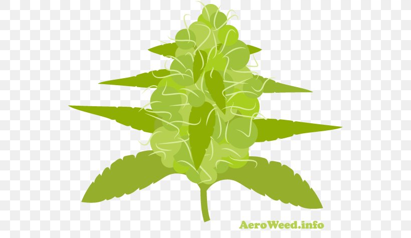 Leaf Herbalism Plant Stem Tree, PNG, 550x475px, Leaf, Grass, Herb, Herbalism, Plant Download Free