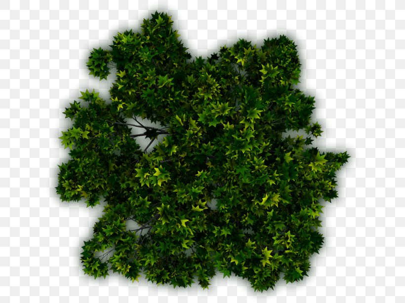 Tree Shrub Plant Evergreen, PNG, 640x614px, Tree, Biome, Computer Software, Englishkid, Evergreen Download Free