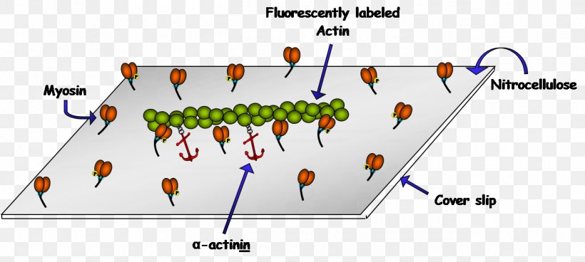 Actinin Alpha 1 Myosin Protein Filament, PNG, 1292x580px, Actinin, Actin, Antibody, Area, Assay Download Free