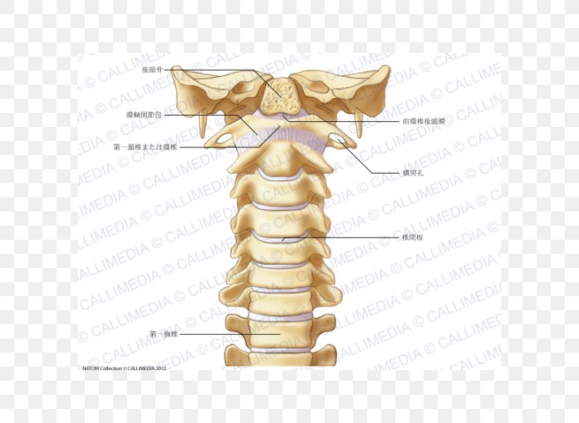 Cervical Vertebrae Vertebral Column Atlas Human Skeleton Ligament, PNG, 600x600px, Cervical Vertebrae, Anatomy, Atlas, Axis, Bone Download Free