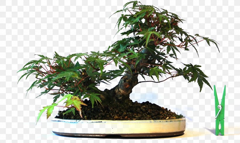 Chinese Sweet Plum Flowerpot Tree Sageretia, PNG, 1772x1063px, Chinese Sweet Plum, Bonsai, Flowerpot, Houseplant, Plant Download Free