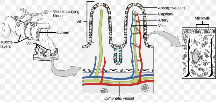 Intestinal Villus Small Intestine Gastrointestinal Tract Surface Area Large Intestine, PNG, 1043x493px, Watercolor, Cartoon, Flower, Frame, Heart Download Free