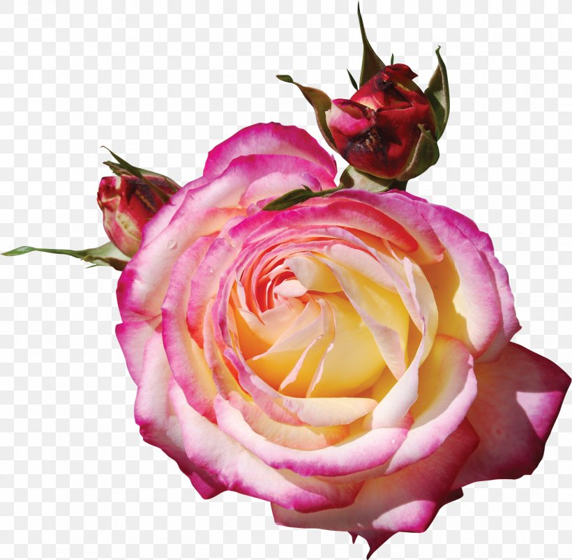 Garden Roses Pink Clip Art, PNG, 1427x1399px, Garden Roses, Centifolia Roses, Cut Flowers, Floral Design, Floribunda Download Free