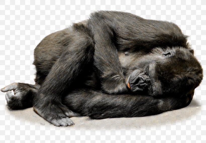 Irish Wolfhound Common Chimpanzee Gorilla Ape Primate, PNG, 3823x2666px, Irish Wolfhound, Animal, Ape, Chimpanzee, Common Chimpanzee Download Free
